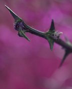 995600_13105_profile